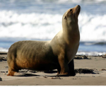 seals are on land