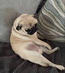 Pug gamers club