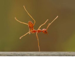 Be a ant simulater