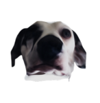 The Doggo Party