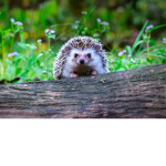 Small Hedgehogs ~