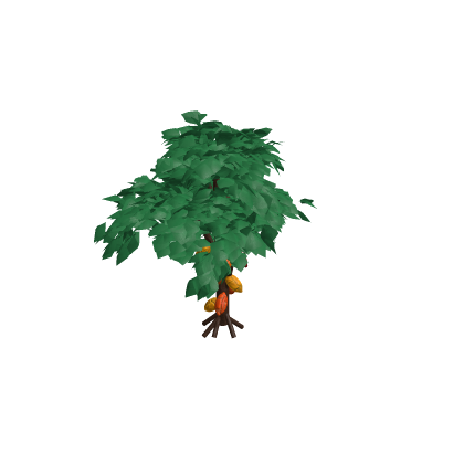 Cacao Tree