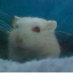 Maxthehamster!