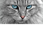 Catwasthebest
