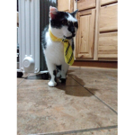 My cat Smudge