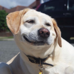 Derp Dogs