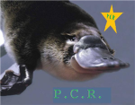 Platypus Clan of ROBLOX