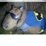 CAPYBARA GROUP OFFICIAL
