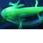 green axolotl