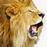 LionGirlCreates