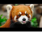 the read panders