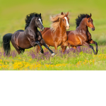 Branch Wood Riding Academy