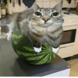 Survive the WaterMelon Cat