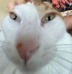 Jibbles 2.0