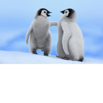 da penguin army