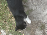 Black cat field