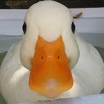 Sussy Ducky Gang
