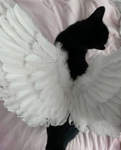 wonnies .’