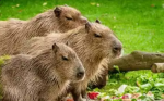 We are strong Capybaras