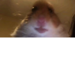 De hamster cult <3