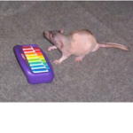 the rat/mouse club