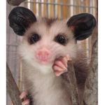 takuachescuh
