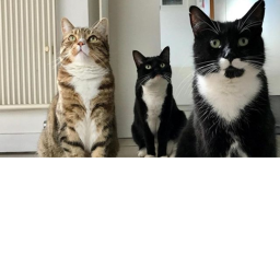 El gato voladoOOr