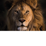 The lions Team