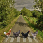 Cluck Co.