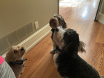 Dogs and puppies and others