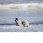 pingu game studios