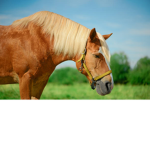 lilly loves horses
