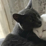LOVEKITZ