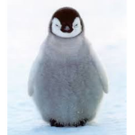 The AWWWWESOME Penguin Army