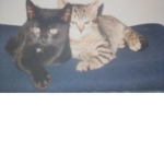 Die coolen Katzen!