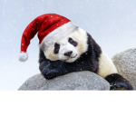 pandas clubhouse :)