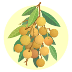 Longan