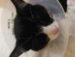 Official Gato