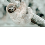 Da Sloth Squad!