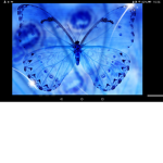 *•ButterFlys•*