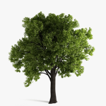 Tree Family