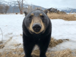 Trending Clothes (BEARS)