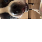 Puppy palace group