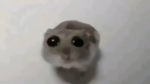 Felix's Frens <33