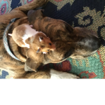 #Kind puppy’s