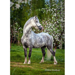 Willow Tree Stables