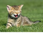 animals are fun