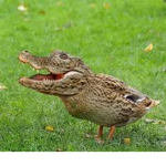 Crocodile Duck