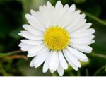 xFlowerxsunx