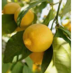 Lemons & Twigs